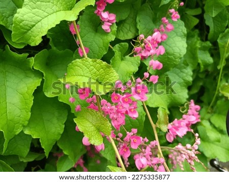 Antigonon (a genus of flowering plants in the buckwheat family, Polygonaceae). Air mata pengantin