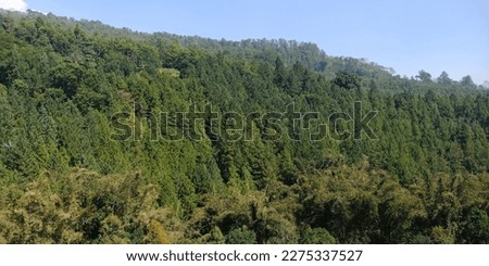 Pine trees in Batu hills of  Indonesia