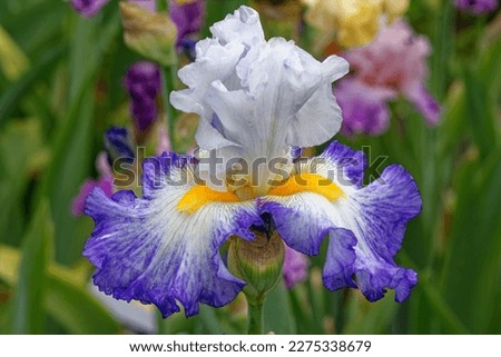 Iris 'Gentle Reminder' is a Tall Bearded Iris with white and blue flowers Royalty-Free Stock Photo #2275338679