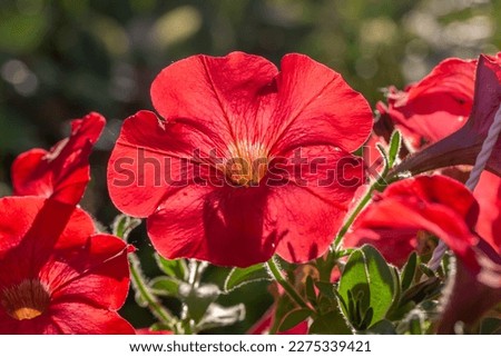 Bright red petunia flower on a green background on a summer day macro photography. Blooming garden flower with red petals in summertime close-up photography.