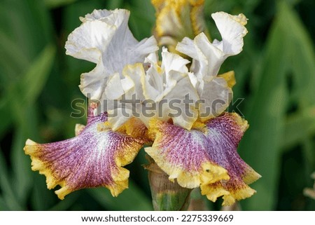 ris 'Ring around Rosie' is a Tall Bearded Iris with colourful flowers Royalty-Free Stock Photo #2275339669