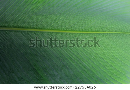 Banana leaf pattern