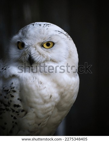 A snow owl with yellow eyes and a black background 