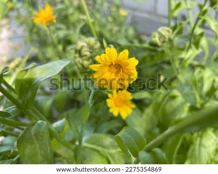 Yellow calendula. Medicinal flower herb for tea or oil. Selective focus