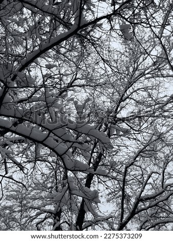close-up of white snow on tree branches on a frosty winter day.
