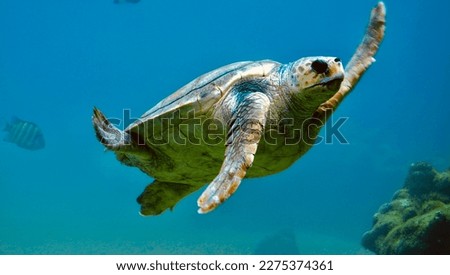 Kemp's ridley sea turtle (Lepidochelys kempii), also called the Atlantic ridley sea turtle, is the rarest species of sea turtle and is the world's most endangered species of sea turtle.
 Royalty-Free Stock Photo #2275374361