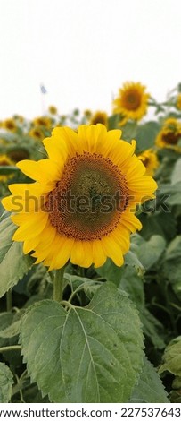 
Sunflower is an annual flowering plant. Sunflower plants grow up to 3 m (9.8 ft) tall, with flowers up to 30 cm (12 in) in diameter. The flower looks a bit like the sun.