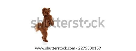 Studio shot of adorable curly red-brown poodle dog isolated over white studio background. Pet looks happy, healthy and groomed. Concept of animal care, vet, fashion. Banner with copy space for ad Royalty-Free Stock Photo #2275380159