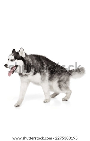 Dog getting ready to run. Studio shot of blue eyed beautiful groomed puppy of Husky dog posing isolated on white background. Concept of animal, care, health and beauty