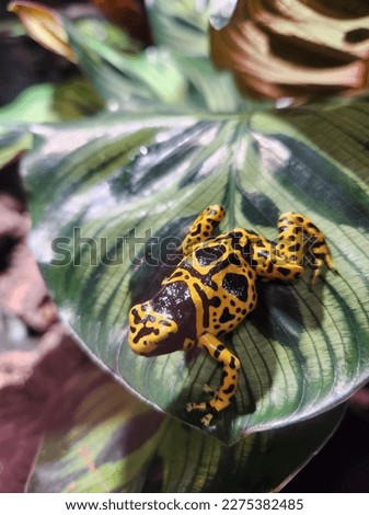 A yellow poison dart frog in a leaf is the main subject with the background being blurred