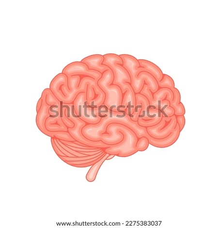 Human brain. Side view. Vector flat icon illustration isolated on white background.