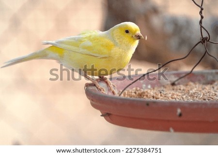 Canary bird inside cage feeding and perch on wooden sticks and wires. Serinus canaria, canaries, island canary, canary, or common canaries birds  inside huge cage as captive pet in Spain. Royalty-Free Stock Photo #2275384751