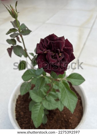 Burgundy Rose are intense in meaning and color, conveying a deep passions and romantic devotion to your one and only. That's my favorite flower Royalty-Free Stock Photo #2275392597