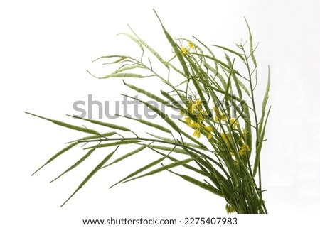 Green mustard pods and flowers growing isolated on white background