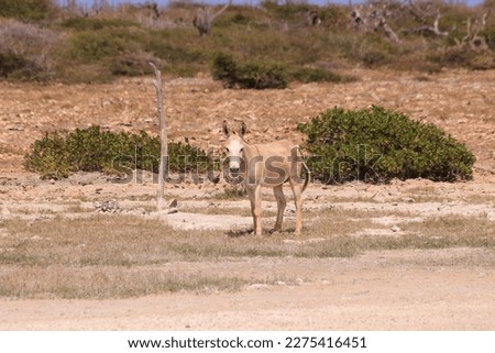 A donkey is grazing in a field on the caribbean island Bonaire. Cacti and desert plants are growing in the background.