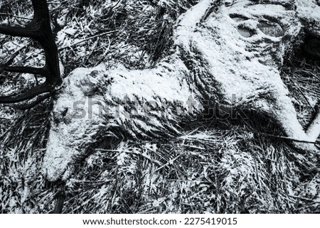 Close-up of a dead red deer, with antlers, Cervus elaphus, killed by wolves, canis lupus. Dead red deer lays on ground in forest. European nature. Black and white photo.