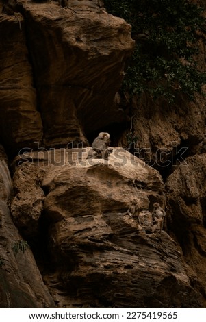 Baboon monkey in the side of the cliff 