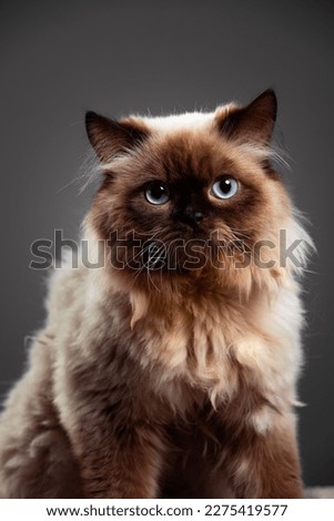 A portrait of a cat taken in the studio