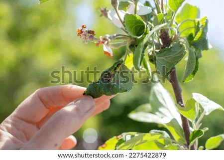 Sick twisted leaves of fruit trees with a colony of black aphids discovered by a gardener. Royalty-Free Stock Photo #2275422879