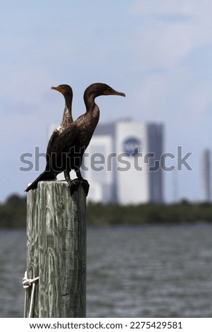 Double-crested cormorant Photo, nature photography. wildlife, bird, sky, river, best photo
