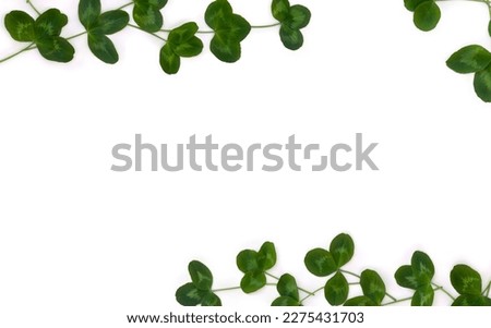 Frame of clover or trefoil leaves on a white background with space for text. Top view, flat lay