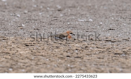 Lesser Sand Plover walking in the salt pan 