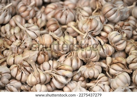 Large stocks of garlic in the store. Garlic on the shelves of the supermarket and market. Fresh vegetables