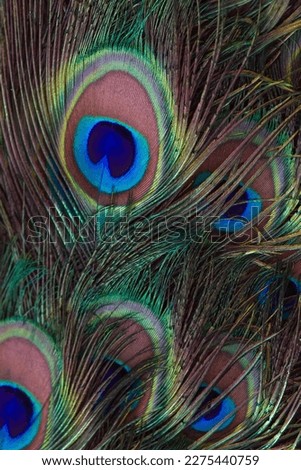 peacock tail feather close-up, background, arnament.