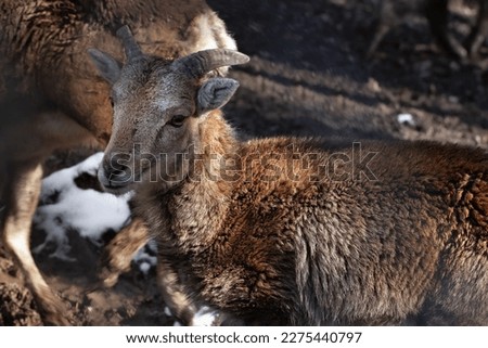 Roe deer in a wild forest close-up