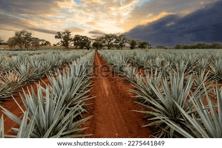 Landscape of agave plants to produce tequila. Mexico. Royalty-Free Stock Photo #2275441849
