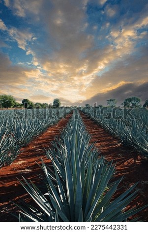 Agave tequila landscape to Guadalajara, Jalisco, Mexico. Royalty-Free Stock Photo #2275442331