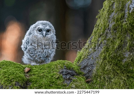 A baby tawny owl sitting on a root waiting for its parents Royalty-Free Stock Photo #2275447199