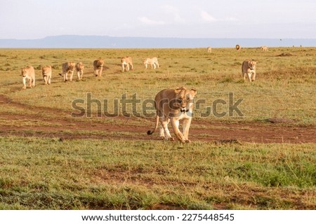 A pride of lions walk across the savanna in the Maasai Mara, Kenya