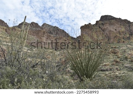 Ocotillo Plants by Picketpost Mountain, Arizona Desert Scenery Royalty-Free Stock Photo #2275458993