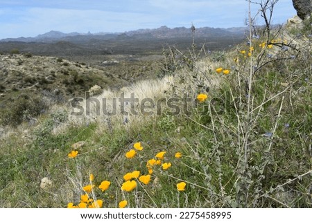 Spring in the Superstition Mountains, Wildflowers on Hillside