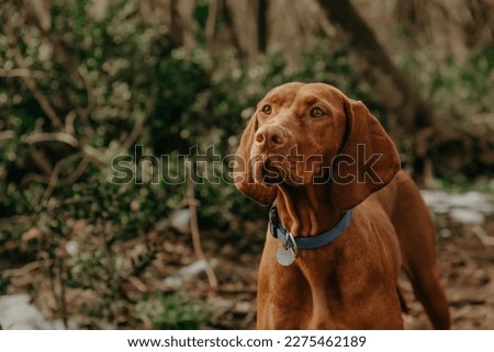 Purebred Hungarian Vizsla dog portrait in nature. Beautiful golden-rust colored Magyar Vizsla during spring walk in a forest, Hungarian pointer walking in woods, close up photo on blurred background.