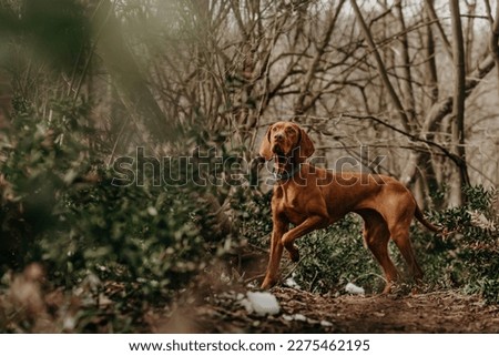Purebred Hungarian Vizsla dog standing in hunting stance lifting its front leg. Golden-rust colored Magyar Vizsla walking in forest, hungarian pointer on pathway between bare trees on spring day. Royalty-Free Stock Photo #2275462195