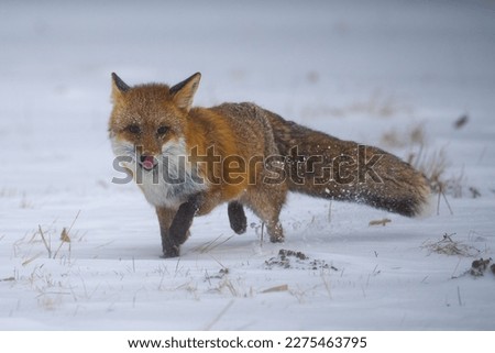 Fox in the winter forest in Bohemian Moravian Highland