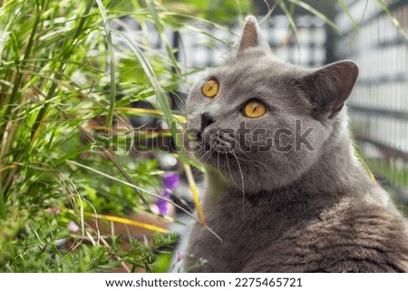 Grey British Shorthair cat with beautiful amber eyes admiring a zebra grass plant