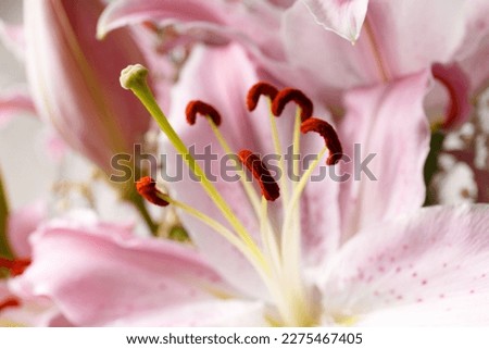 Blooming pink lily flower close up as a background. Blooming lily macro photography. Royalty-Free Stock Photo #2275467405