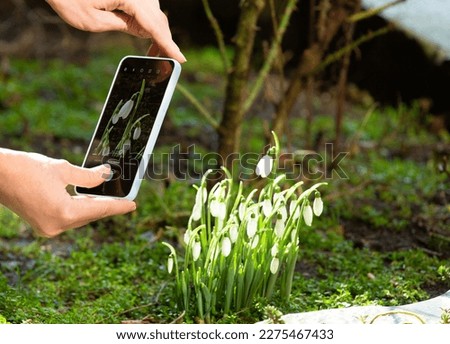 A girl photographs blooming snowdrops on a mobile phone in the spring outdoors. Women's hands take a picture of snowdrops on the phone.