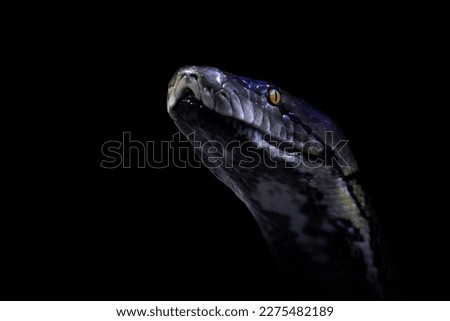 Snake portrait with black background