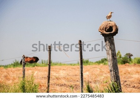 A Rufous Hornero (Furnarius rufus) standing over its nest on a wire fence, while a horse is seen in the background