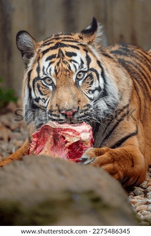 Sumatran tiger eating meat in zoo Royalty-Free Stock Photo #2275486345