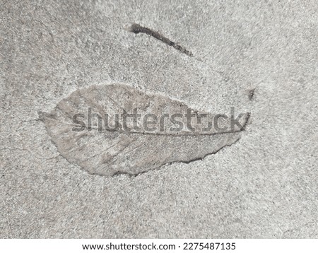 The imprint of a fallen autumn leaf on gray dry concrete close-up.