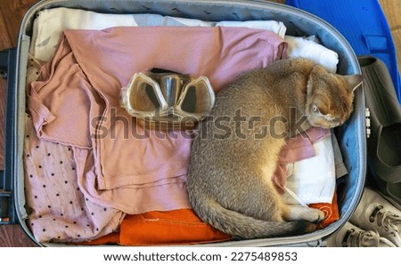 The cat lies among the things in the suitcase packed for the trip, fearing that they will leave without him