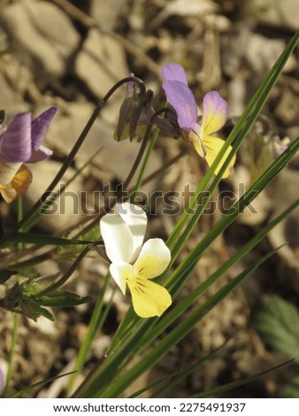 flower of Wild Pansy, Viola tricolor,