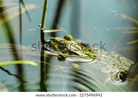 Amphibian- Amphibians are four-limbed and ectothermic vertebrates of the class Amphibia. All living amphibians belong to the group Lissamphibia Royalty-Free Stock Photo #2275496941