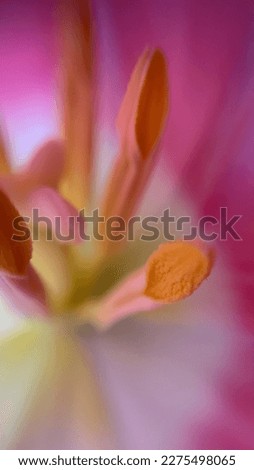 The exciting lilies flower, photo make with the lens. Colorful flowers