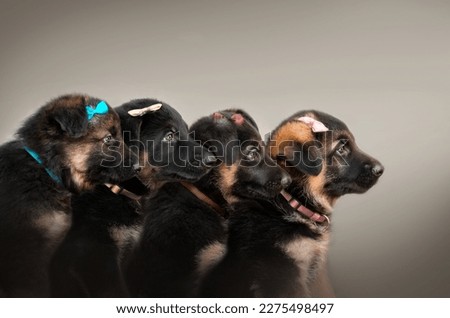 German shepherd puppies profile photo four babies beautiful portrait on a light background	